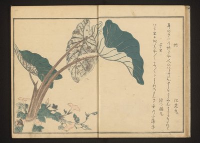 ヒルガオのアブとサトイモのキャタピラー 作： Kitagawa Utamaro