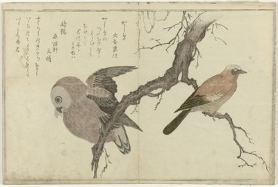 ジェイとフクロウ 作： Kitagawa Utamaro