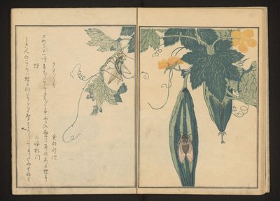 キリギリスとひょうたんの蝉 作： Kitagawa Utamaro