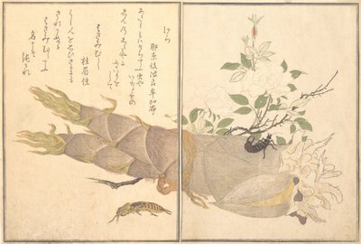 ケラ、ハサミムシ、ハサミムシ...、1788年。 作： Kitagawa Utamaro