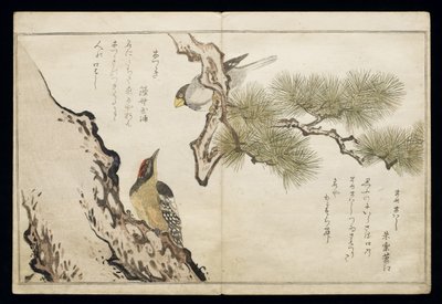 P.332-1946 Vol.1 f.3ホーフィンチとウッドペッカー、アルバム「鳥はユーモラスな歌で比較された」、1791年（カラー木版画） 作： Kitagawa Utamaro