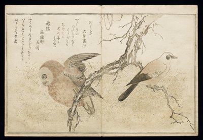 P.332-1946 Vol.1 f.7アルバム「Birds Compared in Humorous Songs」（1791年）の右側のジェイと左側のフクロウ 作： Kitagawa Utamaro