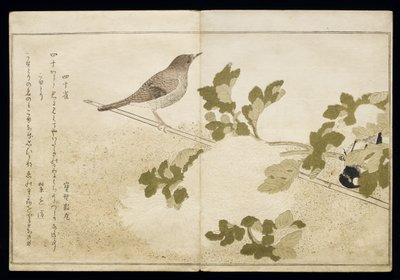 P.332-1946 Vol.2 f.2 Manhurian Great Tit and Robin、アルバム「Birds Compared in Humorous Songs」、1791（カラー木版画） 作： Kitagawa Utamaro
