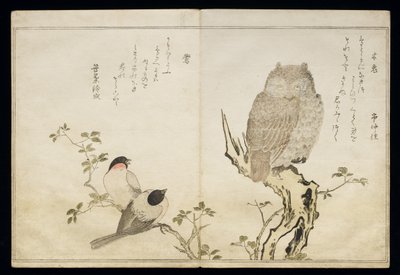 P.332-1946 Vol.2 f.4 1枚のフクロウと2匹のイースタンブルフィンチ（アルバム「鳥はユーモラスな歌で比較」）、1791年（カラーウッドブロックプリント） 作： Kitagawa Utamaro