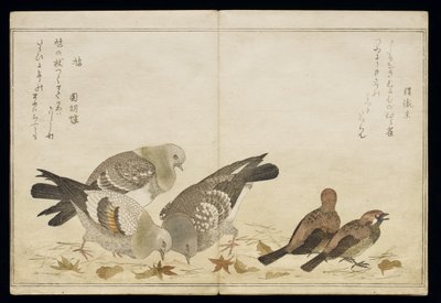 P.332-1946 Vol.2 f.5アルバム「ユーモラスな歌の鳥の比較」からの3つのハトと2つのフィンチ、1791年（カラー木版画） 作： Kitagawa Utamaro