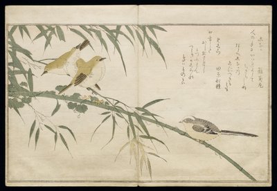 P.332-1946 Vol.2 f.6ロングテールのシジュウカラと3つの白目、アルバム「鳥はユーモラスな歌で比較された」、1791年（カラー木版画） 作： Kitagawa Utamaro