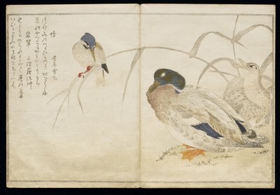 P.332-1946 Vol.2 f.7アルバム「鳥はユーモラスな歌で比較された」1791（カラー木版画）からの2つの野生のカモとカワセミ 作： Kitagawa Utamaro