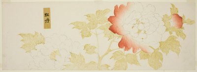 牡丹 作： Kitagawa Utamaro