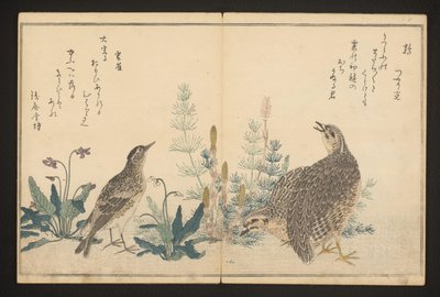 ウズラとひばり 作： Kitagawa Utamaro