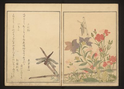 ピンクの赤とんぼとイナゴ 作： Kitagawa Utamaro