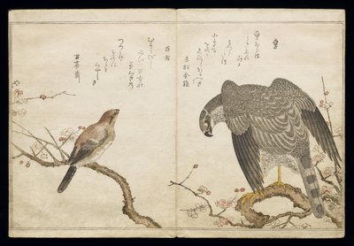 Vol.2 f.1ファルコン、左側は雄牛のモズ、アルバム「鳥はユーモラスな歌で比較された」、1791年（カラー木版画） 作： Kitagawa Utamaro