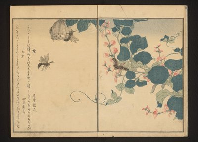 クズウコンのハチと毛虫 作： Kitagawa Utamaro