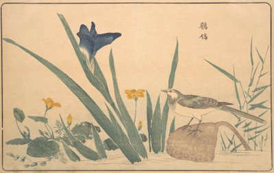 ハクセキレイ、1789年。 作： Kitao Masayoshi