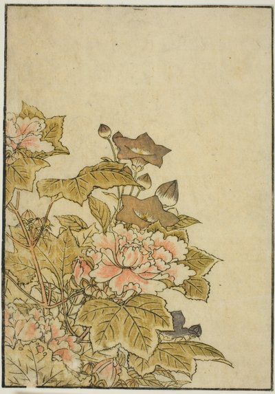 秋の花 牡丹と桔梗 著書『清露美人あわせ姿鏡』vol. ２ 作： Kitao Shigemasa