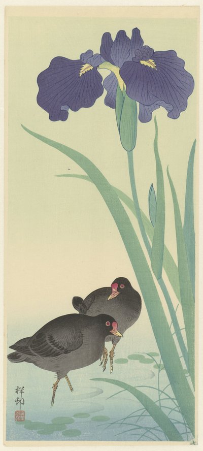 Moorhens an Irises (カラー木版画) 作： Ohara Koson