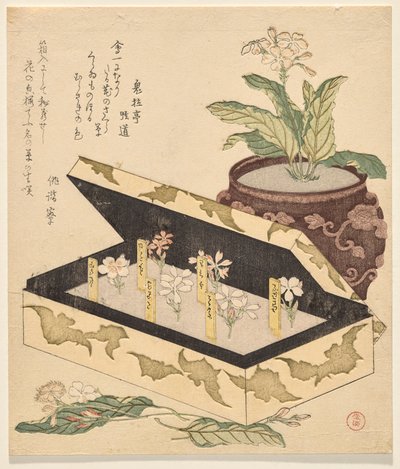 漆箱のサクラソウの詰め合わせ 作： Kubo Shunman