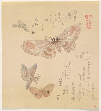 蝶と蛾、シリーズ「蝶の群れ」より (Gunch? Gafu) 作： Kubo Shunman