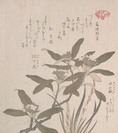 ミジンコとモジズリソウ 19世紀 作： Kubo Shunman