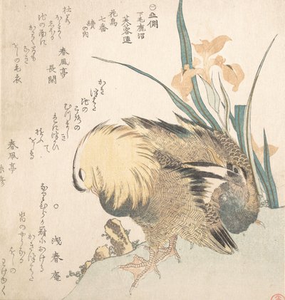 マンダリンダックとアイリスの花のペア 18世紀後半から19世紀初頭 作： Kubo Shunman