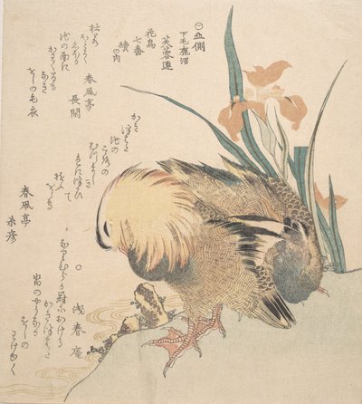 オシドリとアイリスの花のペア、18 世紀後半から 19 世紀初頭。 作： Kubo Shunman