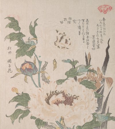 牡丹とアイリス 19世紀 作： Kubo Shunman