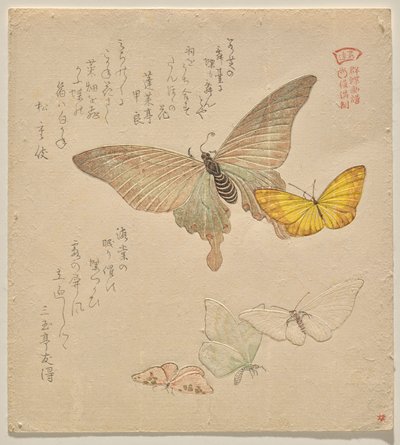 蝶の群れの絵付けマニュアル（群鳥？画風） 作： Kubo Shunman
