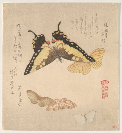 蝶の群れの絵付けマニュアル（群鳥？画風） 作： Kubo Shunman