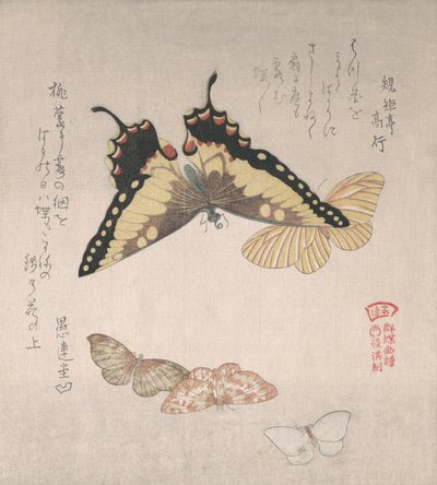 様々な蛾や蝶 19世紀 作： Kubo Shunman