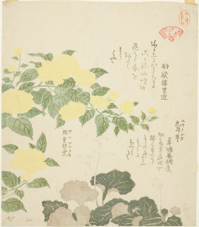 「かすみ連草木合わせ」シリーズより 黄薔薇（やえやまぶき）とユキノシタ（ゆきのした） 作： Kubo Shunman