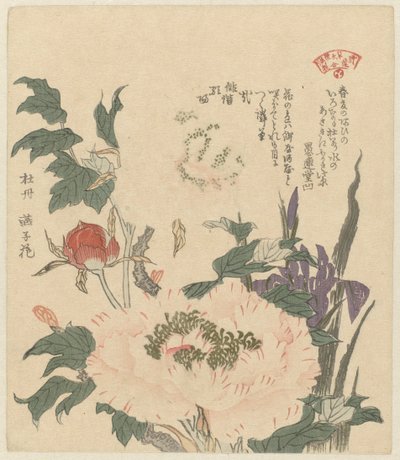 牡丹と菖蒲 かきつばたぼたん かすみ詩人会の寄せ植え（連載タイトル） かすみれんそもくあわせ 作： グレンドナカクボ