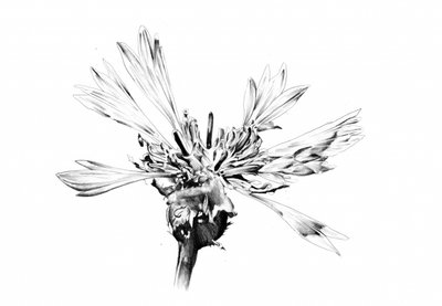  作： 