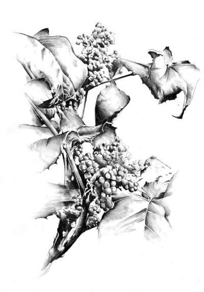  作： 