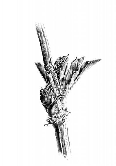  作： 