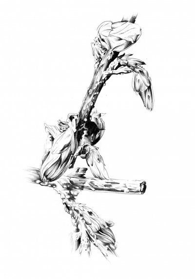  作： 