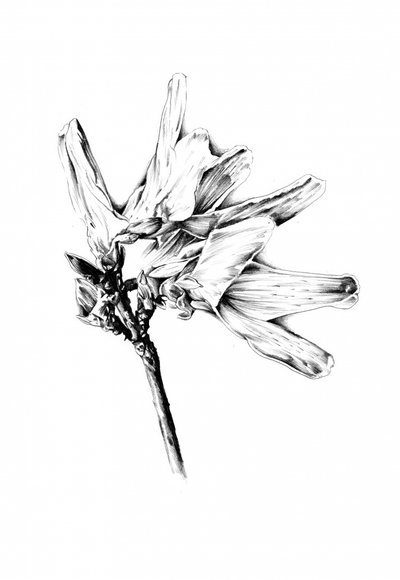  作： 