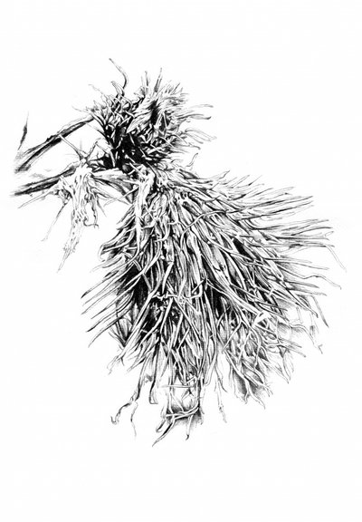  作： 