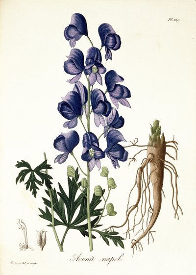 1821年に出版されたジョセフロック（1772-1850）による「植物誌学の医学」からのトリカブトナペルス 作： L.F.J. Hoquart