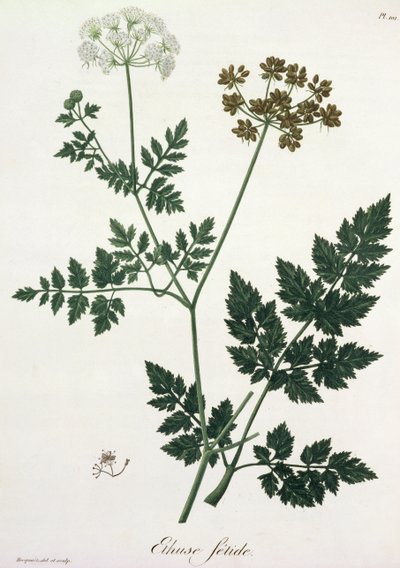 1821年に出版されたジョセフロック（1772-1850）による「植物誌医学」からのAethusa Cynapium 作： L.F.J. Hoquart