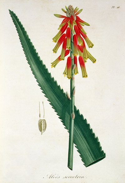 1821年に出版されたジョセフロック（1772-1850）による「植物誌医学」のアロエ 作： L.F.J. Hoquart