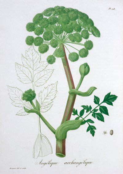 Angelica Archangelica Garden Angelica, 1821 作： LFJ Hoquart