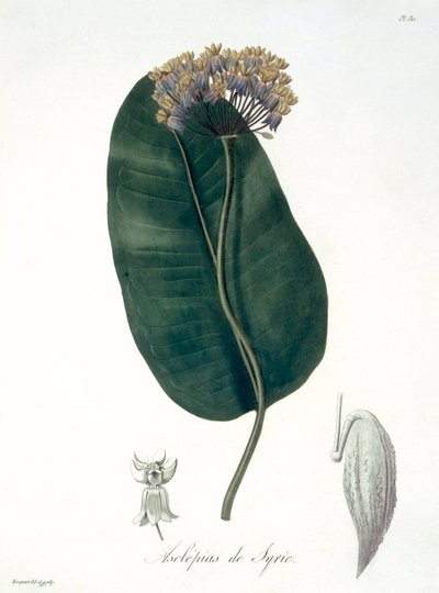 1821年に出版されたジョセフ・ロックス（1772-1850）による「フィトグラフィー・メディカル」のアスクレピアス・シリアカ 作： L.F.J. Hoquart
