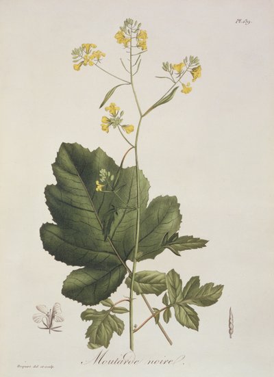 1821年に出版されたジョセフ・ロックス（1772-1850）による「フィトグラフィーメディカル」のブラシカ・ニグラ 作： L.F.J. Hoquart