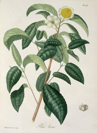 1821年に出版されたジョセフ・ロックス（1772-1850）による「植物誌医学」のカメリア・シーア 作： L.F.J. Hoquart