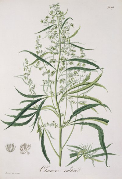 1821年に出版されたジョセフロック（1772-1850）による「植物誌医学」からの大麻サティバ 作： L.F.J. Hoquart