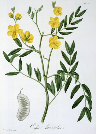 1821年に出版されたジョセフ・ロックス（1772-1850）による「植物誌医学」のカッシア 作： L.F.J. Hoquart