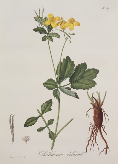 1821年に出版された、Joseph Roques（1772-1850）によるPhytographie Medicaleのセリドニウムマジュス 作： L.F.J. Hoquart