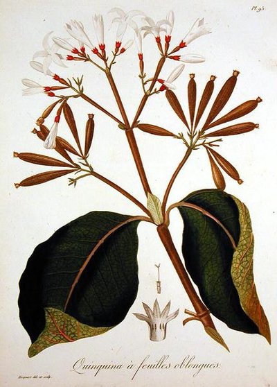 1821年に出版されたジョセフ・ロック（1772-1850）の「Phytographie Medicale」に掲載されたCinchona（彫刻）。 作： L.F.J. Hoquart