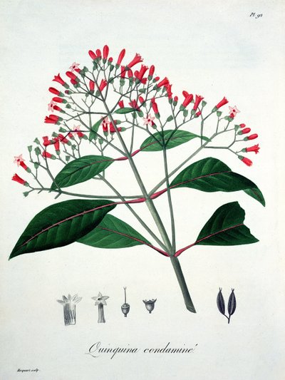 1821年に出版されたジョセフ・ロックス（1772-1850）による「Phytographie Medicale」からのCinchona 作： L.F.J. Hoquart