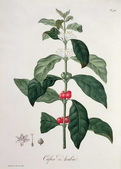 1821年に出版されたジョセフロック（1772-1850）による「フィトグラフィーメディカル」のコーヒーノアラビカ 作： L.F.J. Hoquart
