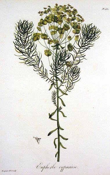 Euphorbia Cyparissias (Euphorbia Cyparissias) Joseph Roques (1772-1850) による「Phytographie Medicale」(1821年発行)より (エングレーヴィング) 作： L.F.J. Hoquart